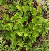 violka písečná <i>(Viola rupestris)</i> / Habitus