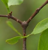 ochmet evropský <i>(Loranthus europaeus)</i> / Stonek