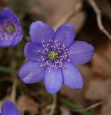 jaterník podléška <i>(Hepatica nobilis)</i> / Květ/Květenství