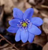 jaterník podléška <i>(Hepatica nobilis)</i> / Květ/Květenství