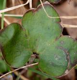 jaterník podléška <i>(Hepatica nobilis)</i> / List