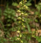 kruštík růžkatý <i>(Epipactis muelleri)</i> / Květ/Květenství