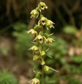kruštík růžkatý <i>(Epipactis muelleri)</i> / Květ/Květenství