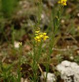 trýzel vonný <i>(Erysimum odoratum)</i> / Habitus
