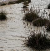 jitrocel přímořský <i>(Plantago maritima)</i> / Habitus