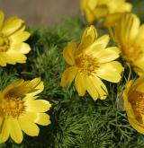 hlaváček jarní <i>(Adonis vernalis)</i> / Habitus