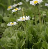 sedmikráska obecná <i>(Bellis perennis)</i> / Habitus
