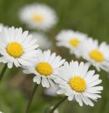sedmikráska obecná <i>(Bellis perennis)</i>