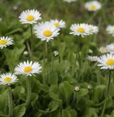 sedmikráska obecná <i>(Bellis perennis)</i>