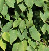 bříza bělokorá <i>(Betula pendula)</i> / List