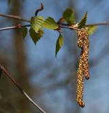 bříza bělokorá <i>(Betula pendula)</i> / Květ/Květenství