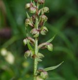 vemeníček zelený <i>(Coeloglossum viride)</i> / Květ/Květenství
