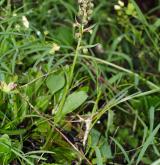 vemeníček zelený <i>(Coeloglossum viride)</i> / Habitus