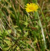 blešník úplavičný <i>(Pulicaria dysenterica)</i> / Habitus