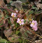 mochna malokvětá <i>(Potentilla micrantha)</i> / Habitus
