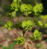 pryšec mandloňovitý <i>(Euphorbia amygdaloides)</i> / Habitus