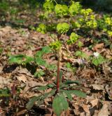 pryšec mandloňovitý <i>(Euphorbia amygdaloides)</i> / Habitus