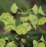 pryšec mandloňovitý <i>(Euphorbia amygdaloides)</i> / Květ/Květenství