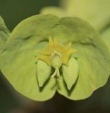 pryšec mandloňovitý <i>(Euphorbia amygdaloides)</i> / Květ/Květenství