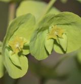 pryšec mandloňovitý <i>(Euphorbia amygdaloides)</i> / Květ/Květenství