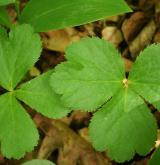 hvězdnatec zubatý <i>(Hacquetia epipactis)</i> / List