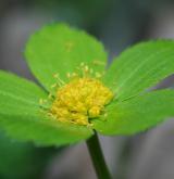 hvězdnatec zubatý <i>(Hacquetia epipactis)</i> / Květ/Květenství