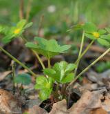 hvězdnatec zubatý <i>(Hacquetia epipactis)</i> / Habitus