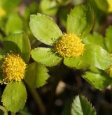 hvězdnatec zubatý <i>(Hacquetia epipactis)</i> / Květ/Květenství