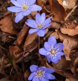 jaterník podléška <i>(Hepatica nobilis)</i> / Květ/Květenství