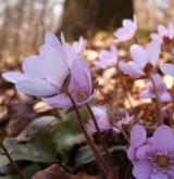 jaterník podléška <i>(Hepatica nobilis)</i> / Květ/Květenství