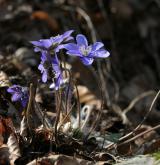 jaterník podléška <i>(Hepatica nobilis)</i> / Habitus