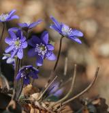 jaterník podléška <i>(Hepatica nobilis)</i> / Habitus