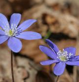 jaterník podléška <i>(Hepatica nobilis)</i> / Květ/Květenství