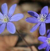 jaterník podléška <i>(Hepatica nobilis)</i> / Květ/Květenství