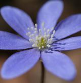 jaterník podléška <i>(Hepatica nobilis)</i> / Květ/Květenství