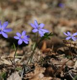jaterník podléška <i>(Hepatica nobilis)</i> / Habitus