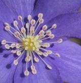jaterník podléška <i>(Hepatica nobilis)</i> / Květ/Květenství
