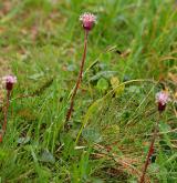 podbělice alpská <i>(Homogyne alpina)</i>