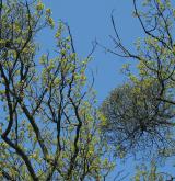 ochmet evropský <i>(Loranthus europaeus)</i> / Habitus