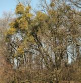 jmelí bílé <i>(Viscum album)</i> / Habitus
