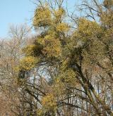 jmelí bílé <i>(Viscum album)</i> / Habitus