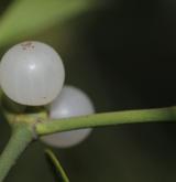 jmelí bílé <i>(Viscum album)</i> / Plod