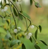 jmelí bílé <i>(Viscum album)</i> / Plod