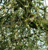 jmelí bílé <i>(Viscum album)</i> / Habitus