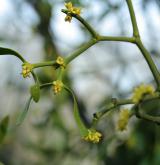 jmelí bílé <i>(Viscum album)</i> / Habitus