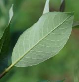 vrba dvoubarvá <i>(Salix bicolor)</i> / List