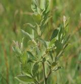 vrba popelavá <i>(Salix cinerea)</i> / Habitus