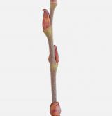 vrba popelavá <i>(Salix cinerea)</i> / Větve a pupeny