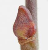 vrba popelavá <i>(Salix cinerea)</i> / Větve a pupeny