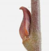 vrba popelavá <i>(Salix cinerea)</i> / Větve a pupeny